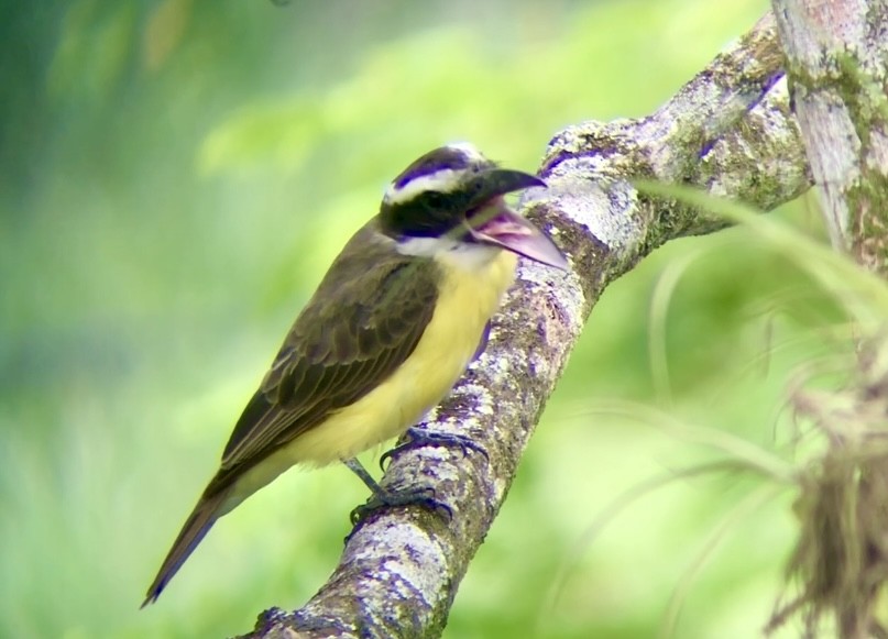 Boat-billed Flycatcher - ML624557517