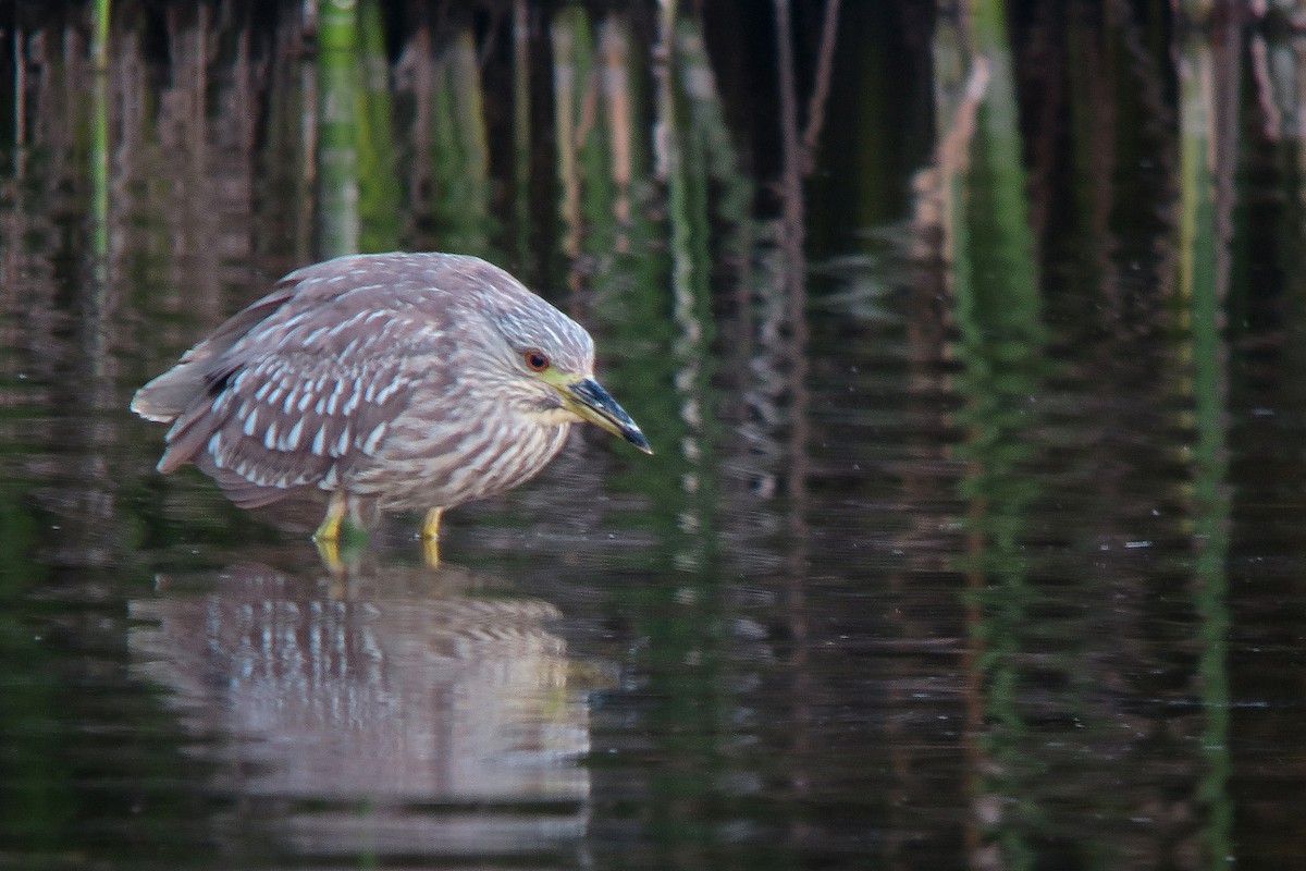 Black-crowned Night Heron - ML624557528