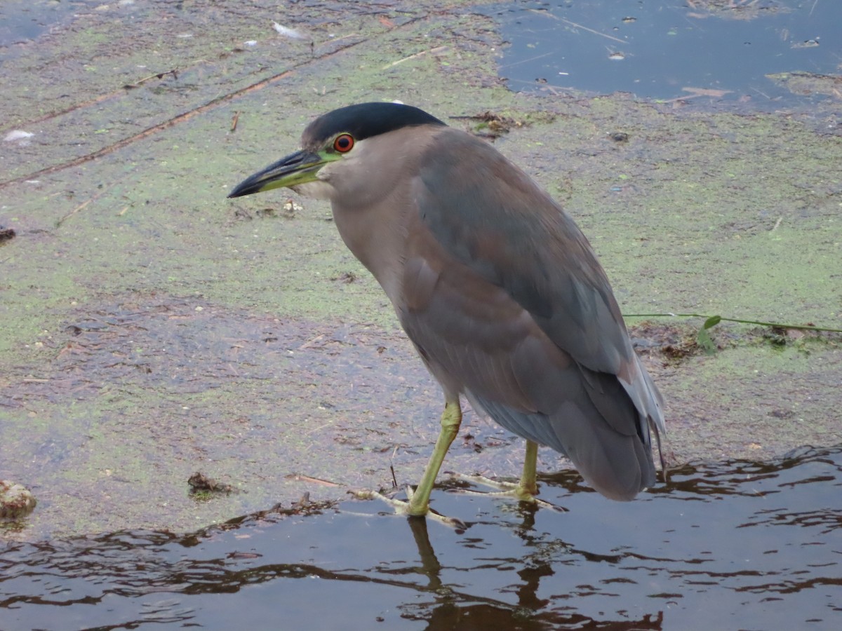 Black-crowned Night Heron - ML624557561