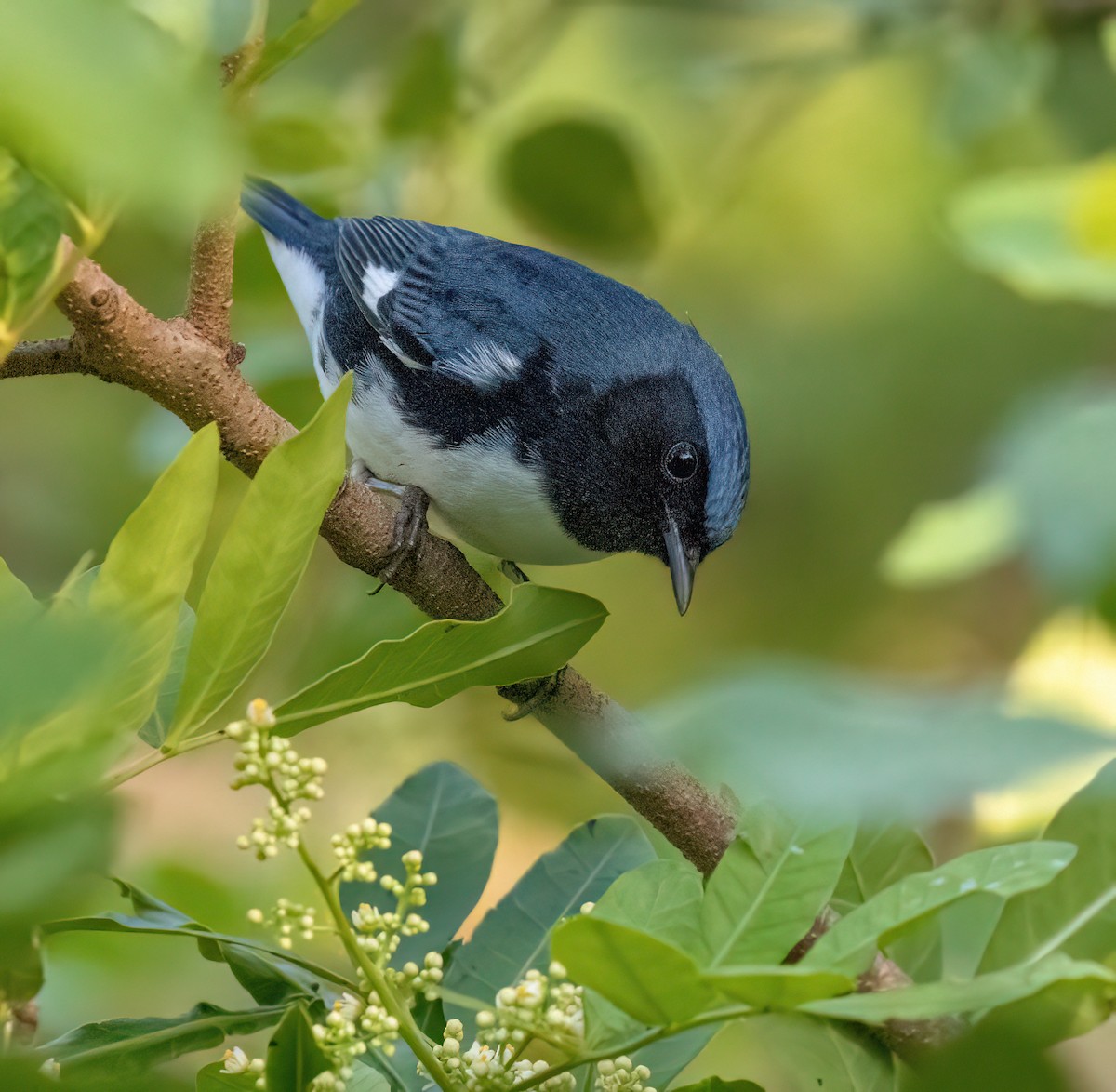 Black-throated Blue Warbler - ML624557581