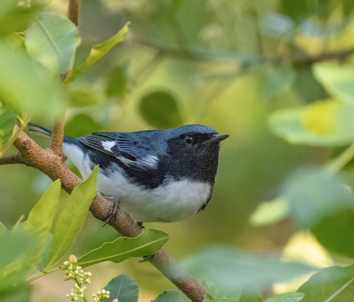 Black-throated Blue Warbler - ML624557582