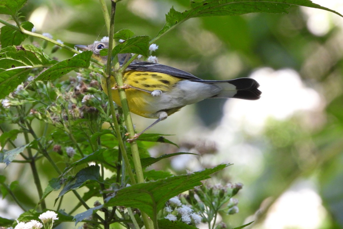 Magnolia Warbler - ML624557585