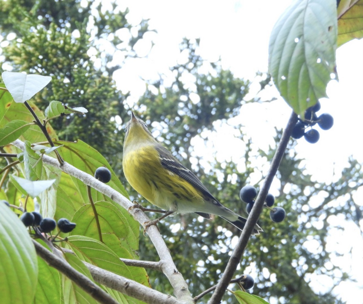 Magnolia Warbler - ML624557586