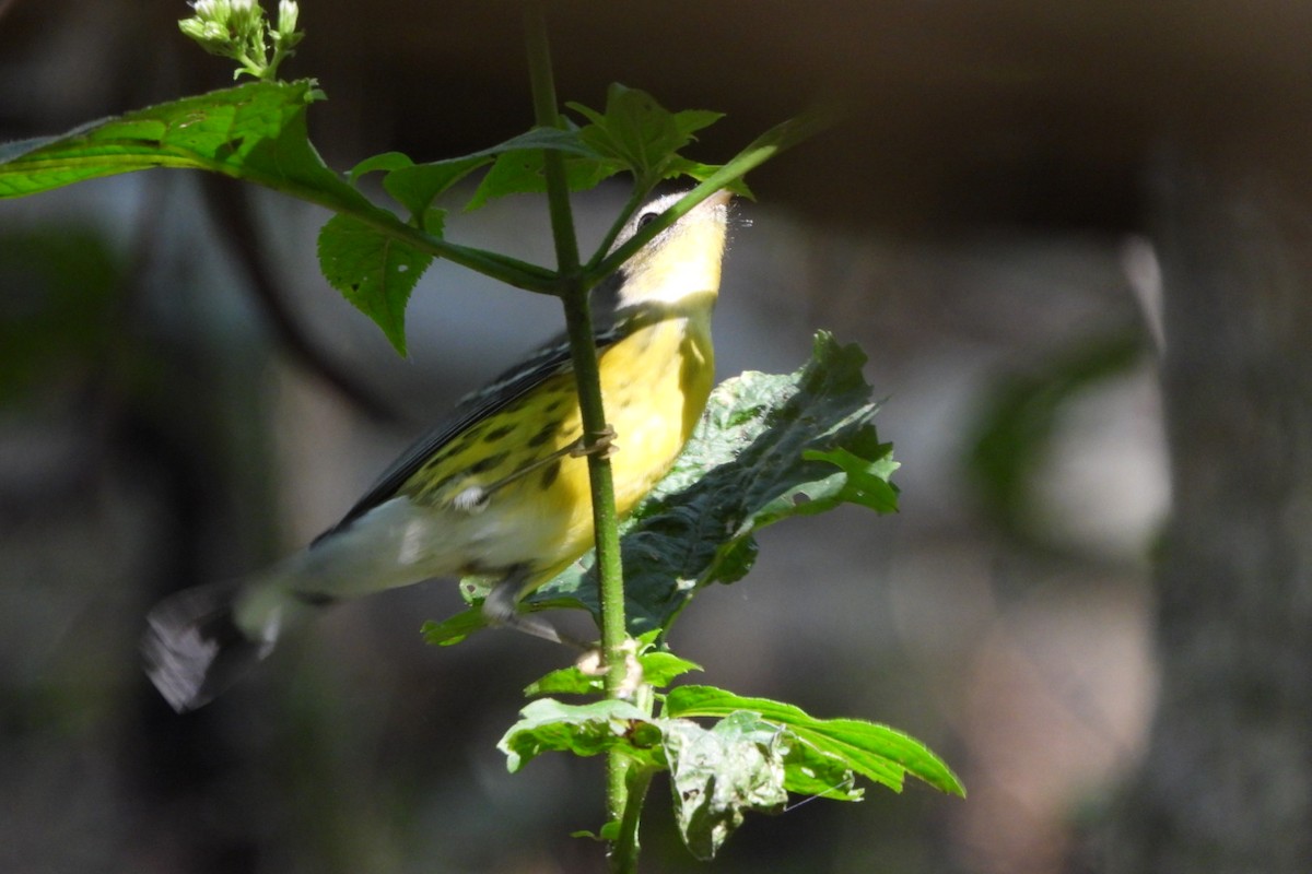 Magnolia Warbler - ML624557587