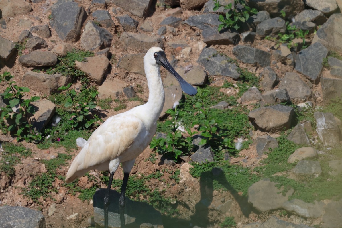 Royal Spoonbill - ML624557588