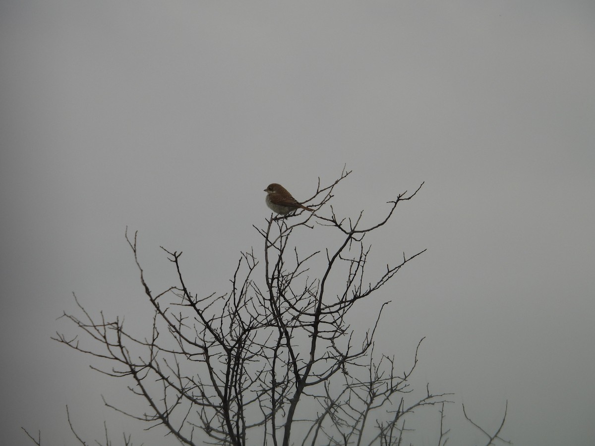 Red-backed Shrike - ML624557589