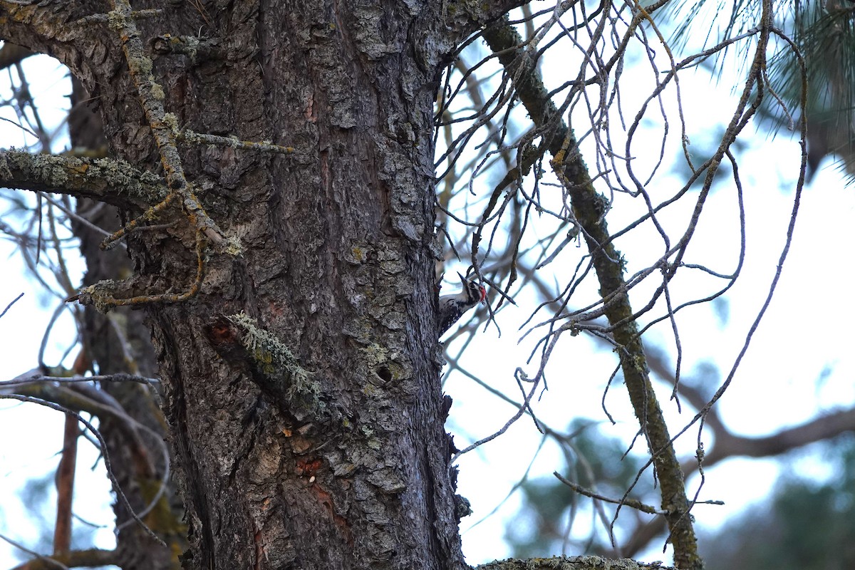 Nuttall's Woodpecker - Linda  Nong