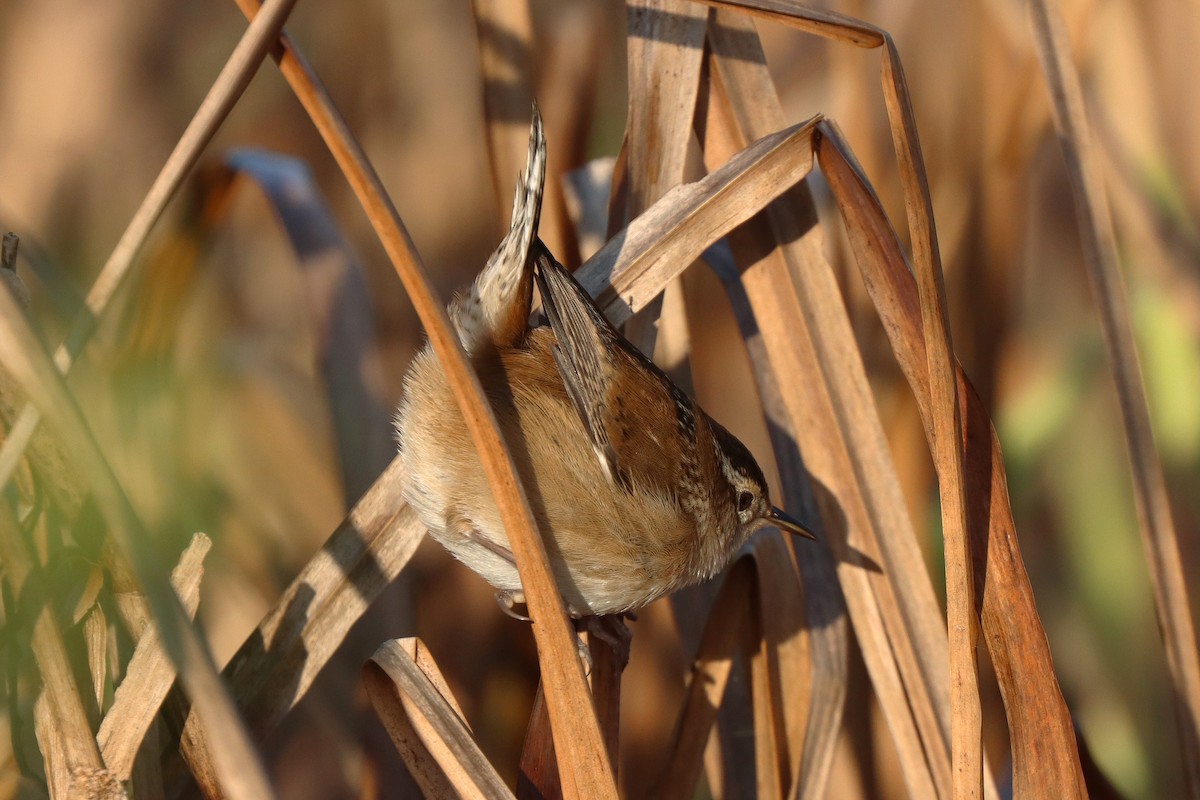 Marsh Wren - ML624557591