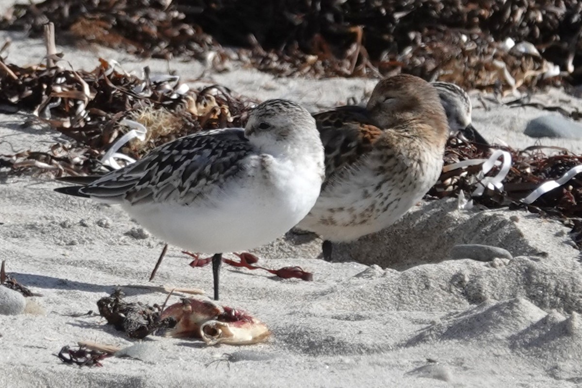 Sanderling - ML624557592