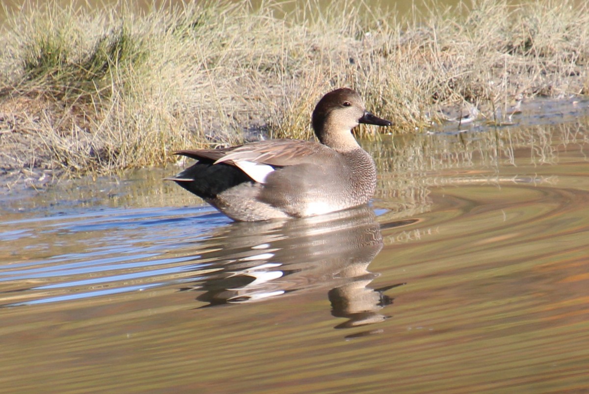 Gadwall - ML624557593