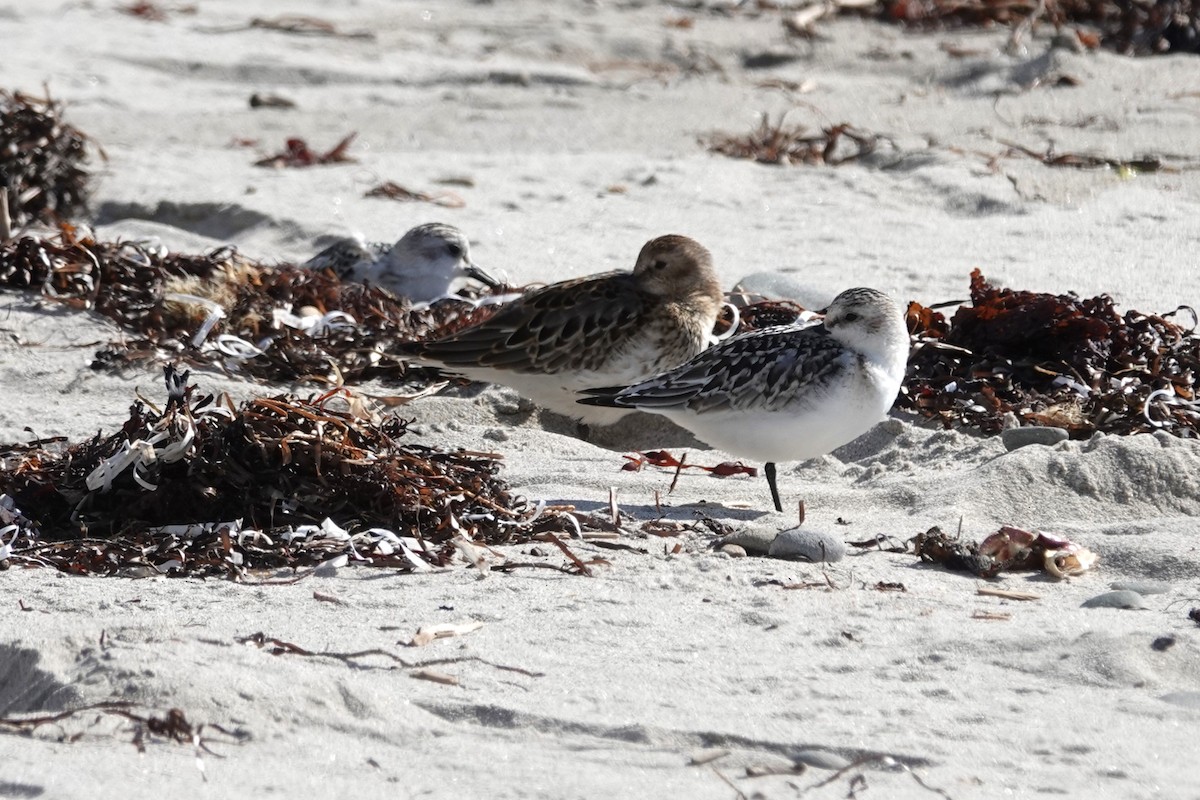 Sanderling - ML624557594