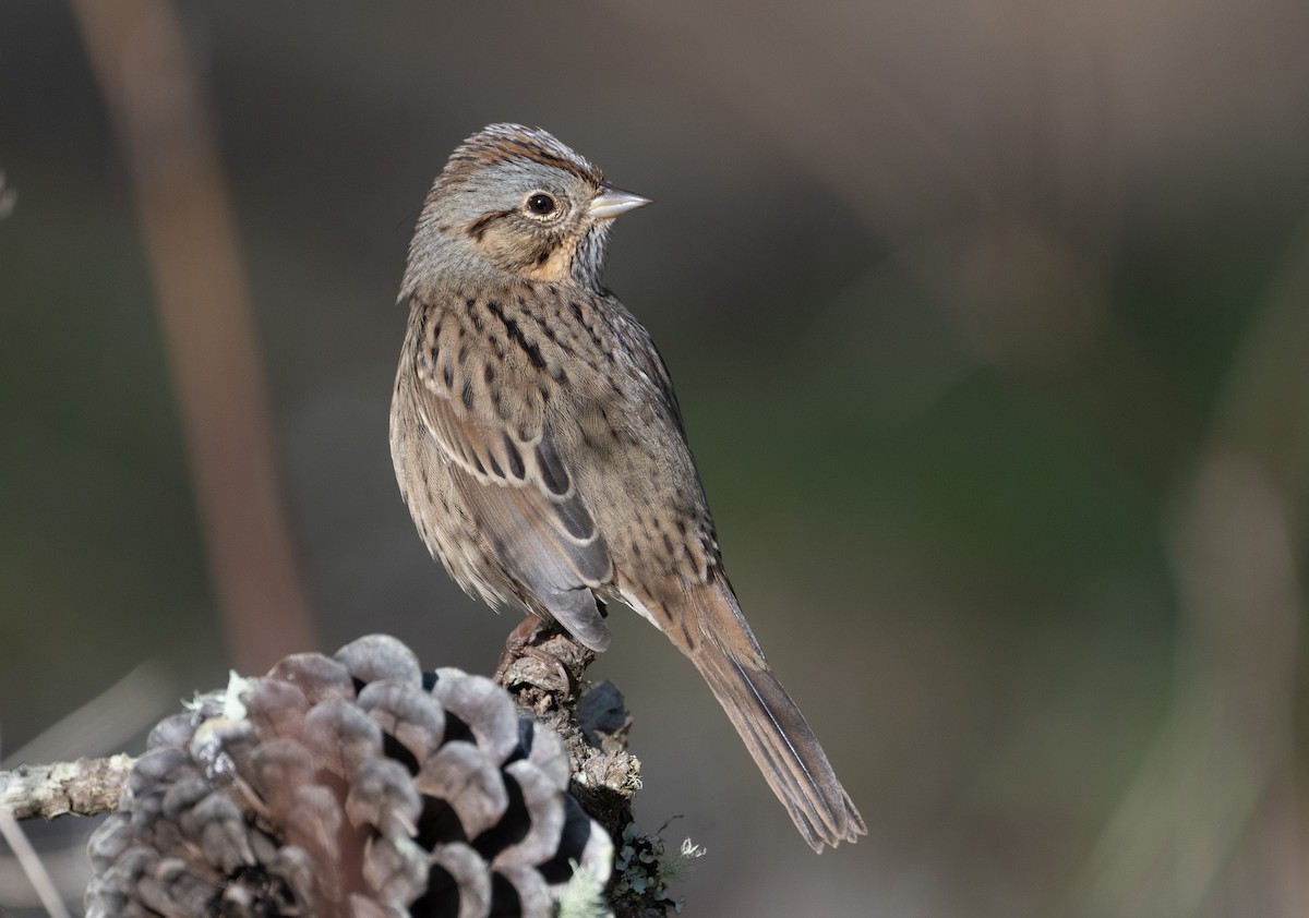 Lincoln's Sparrow - ML624557597