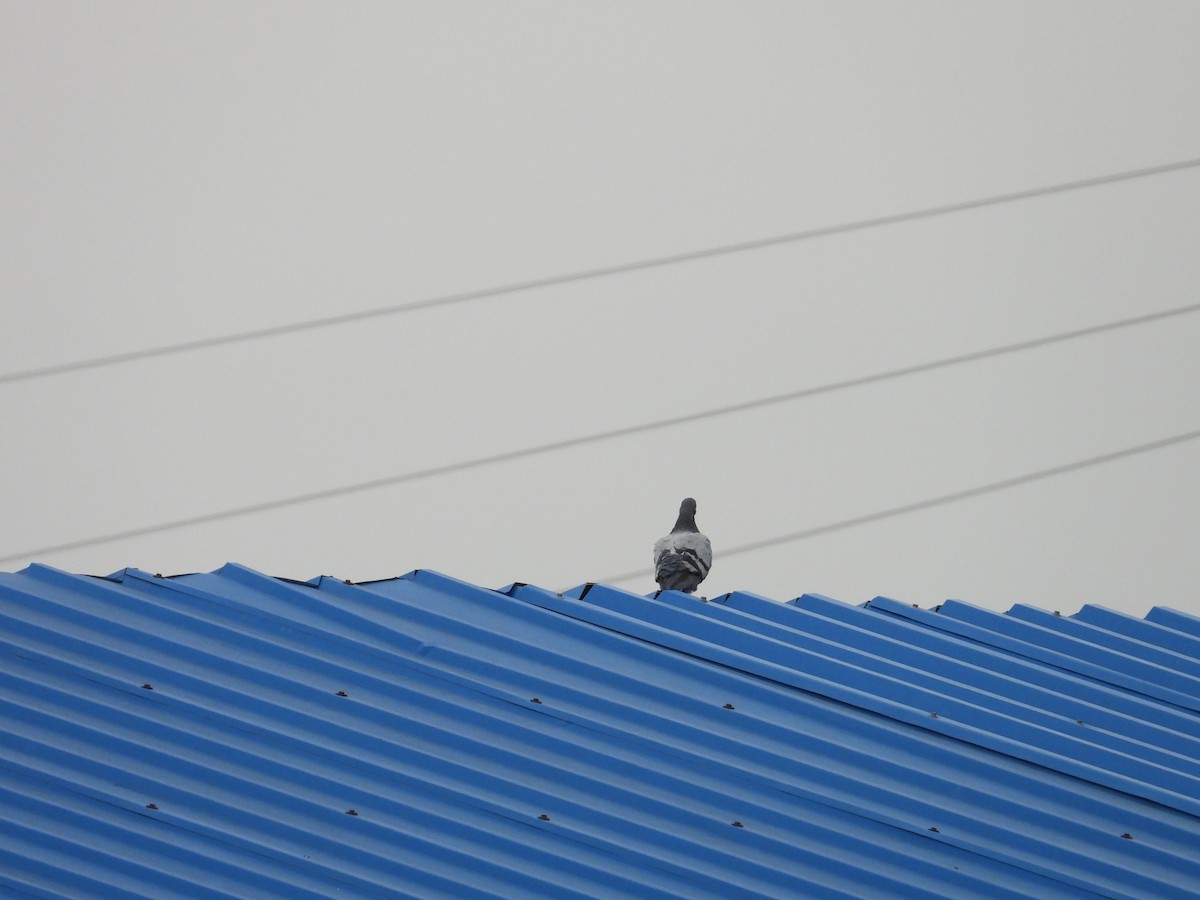 Rock Pigeon (Feral Pigeon) - ML624557598