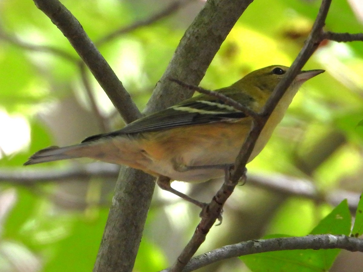 Bay-breasted Warbler - ML624557599