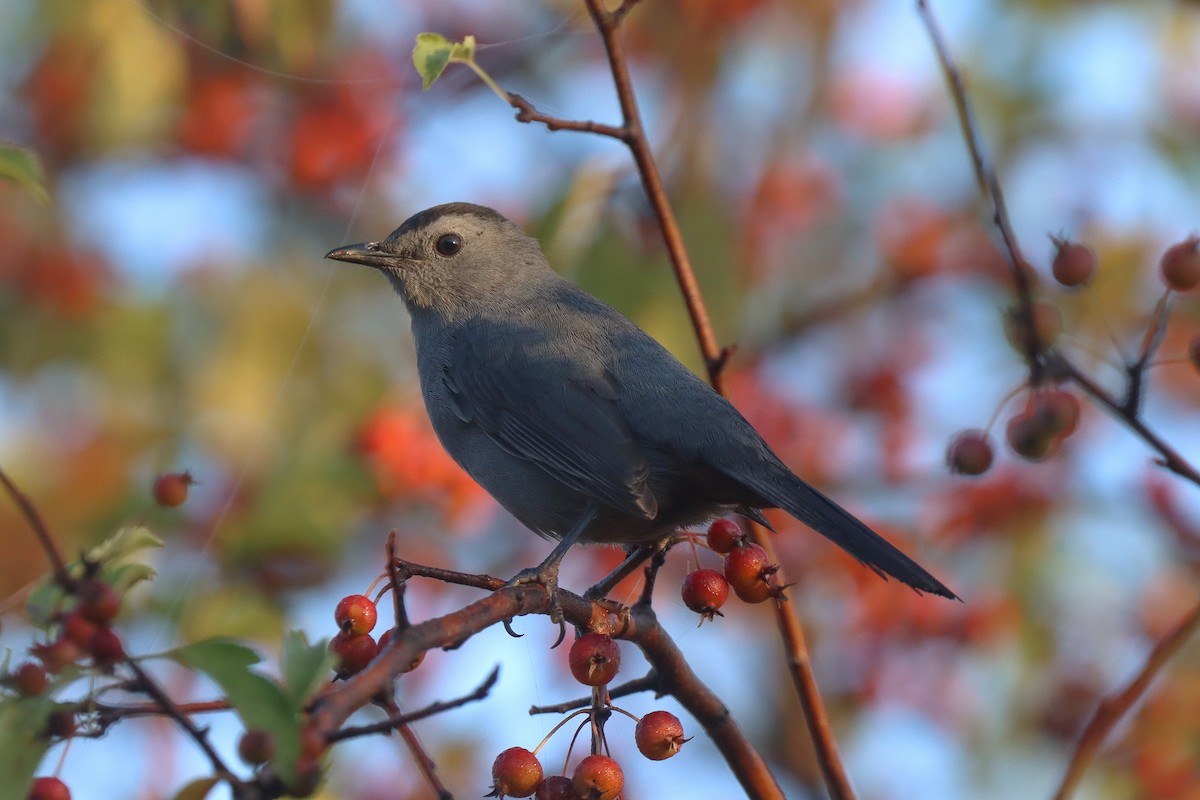 Gray Catbird - ML624557602