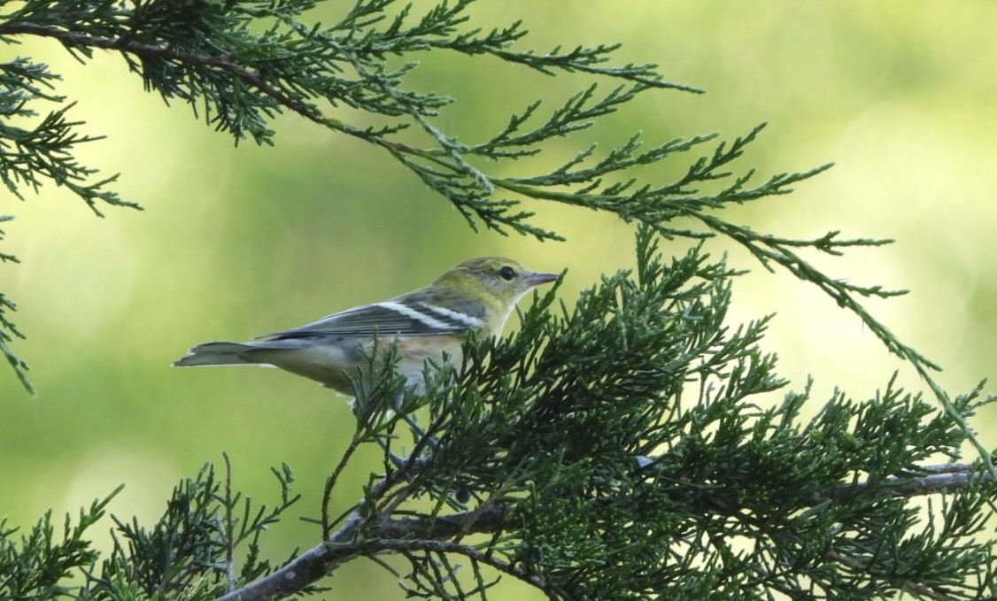 Bay-breasted Warbler - ML624557606