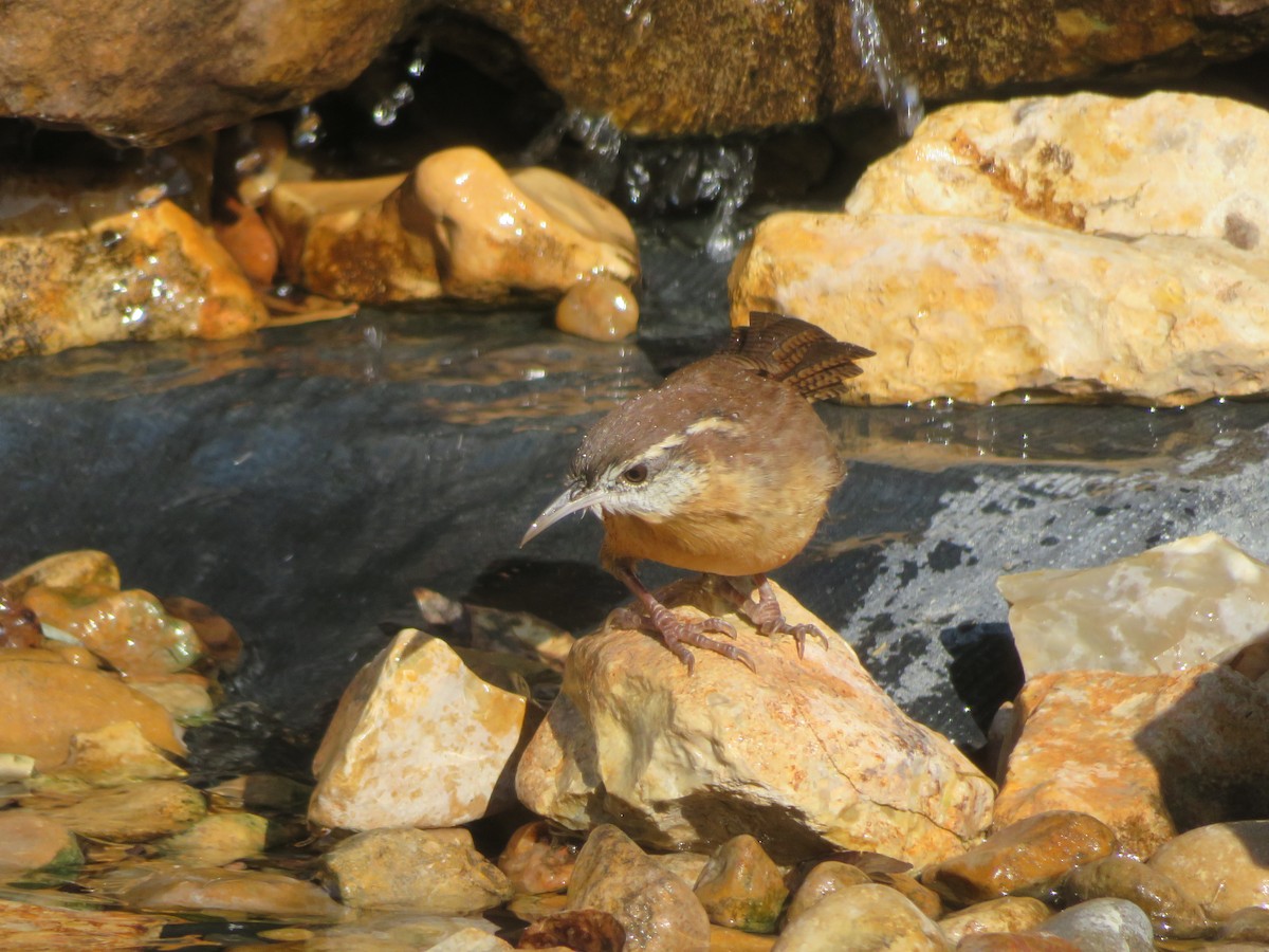 Carolina Wren - ML624557609