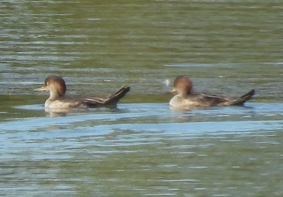 Hooded Merganser - ML624557611