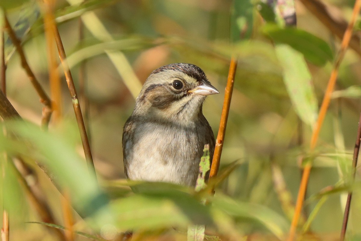 Swamp Sparrow - ML624557612