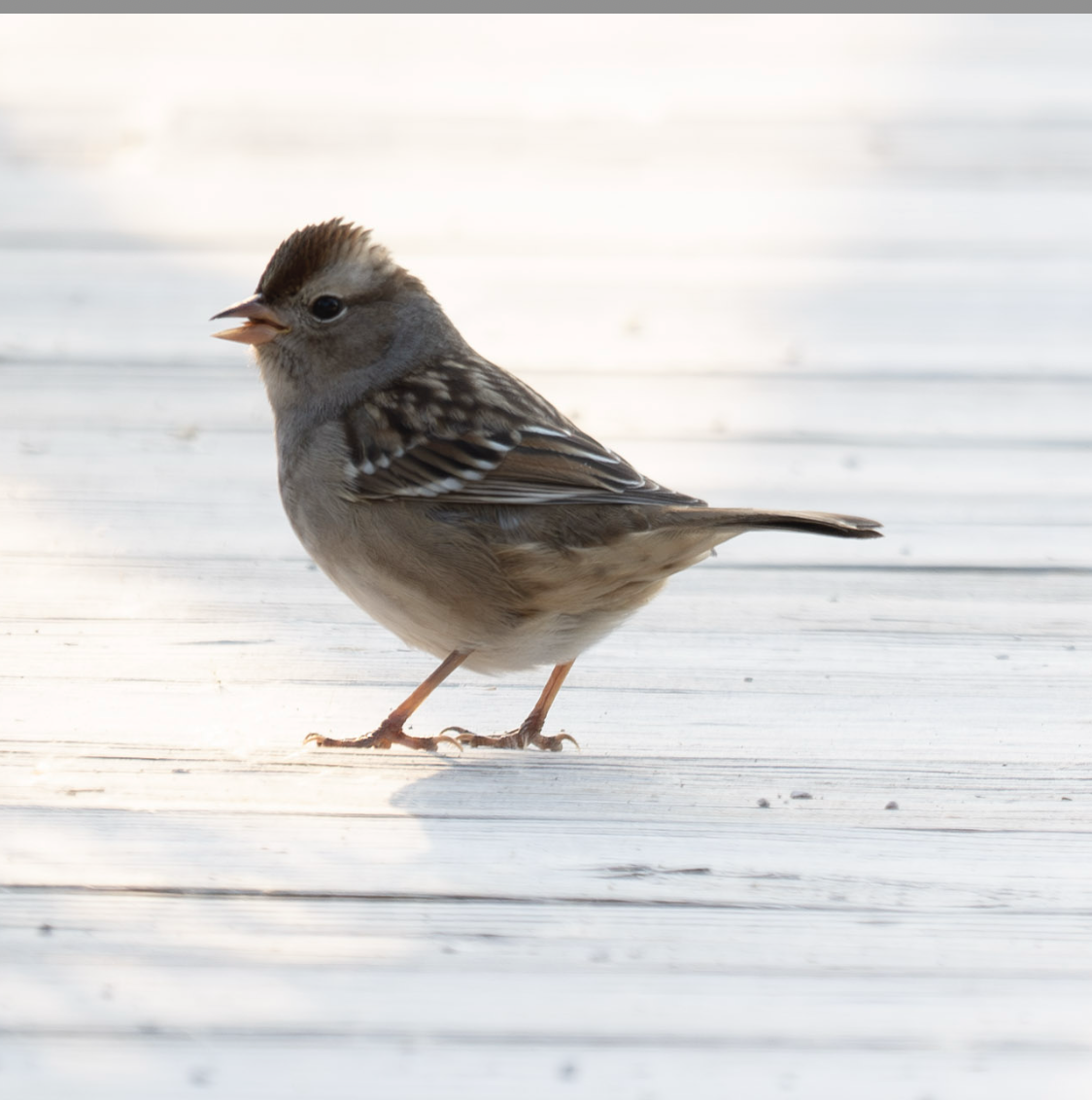 White-crowned Sparrow - Anonymous