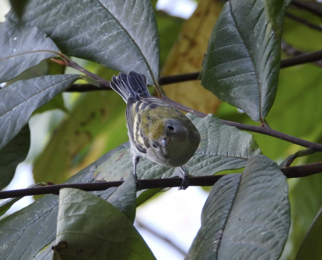 Chestnut-sided Warbler - ML624557615