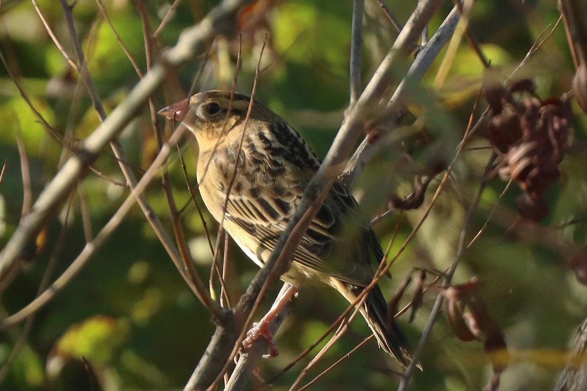 Bobolink - ML624557617