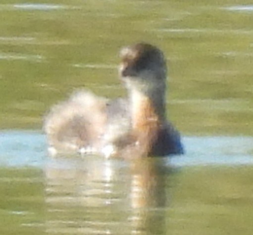 Pied-billed Grebe - ML624557628