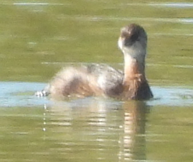 Pied-billed Grebe - ML624557629