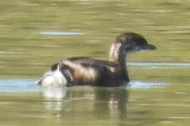 Pied-billed Grebe - ML624557630