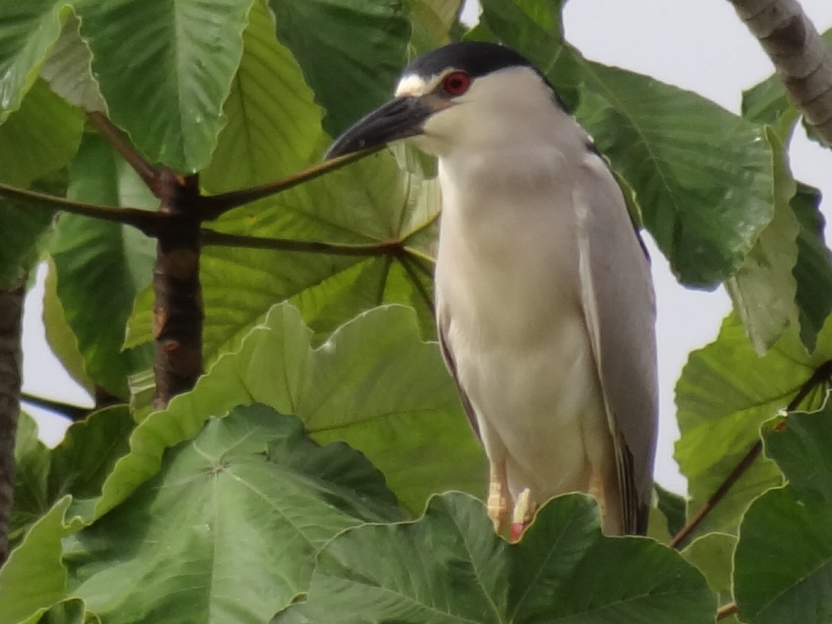 Black-crowned Night Heron - ML624557640