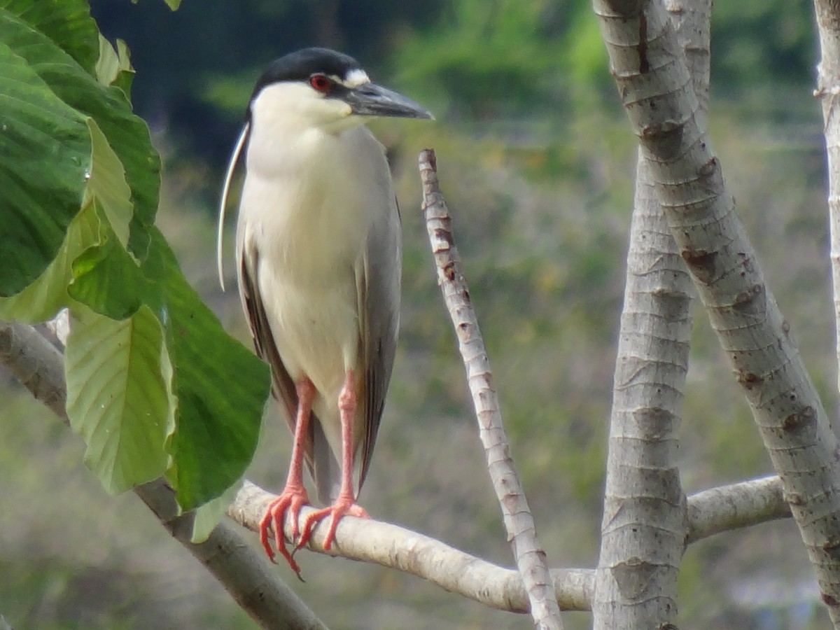 Black-crowned Night Heron - ML624557641