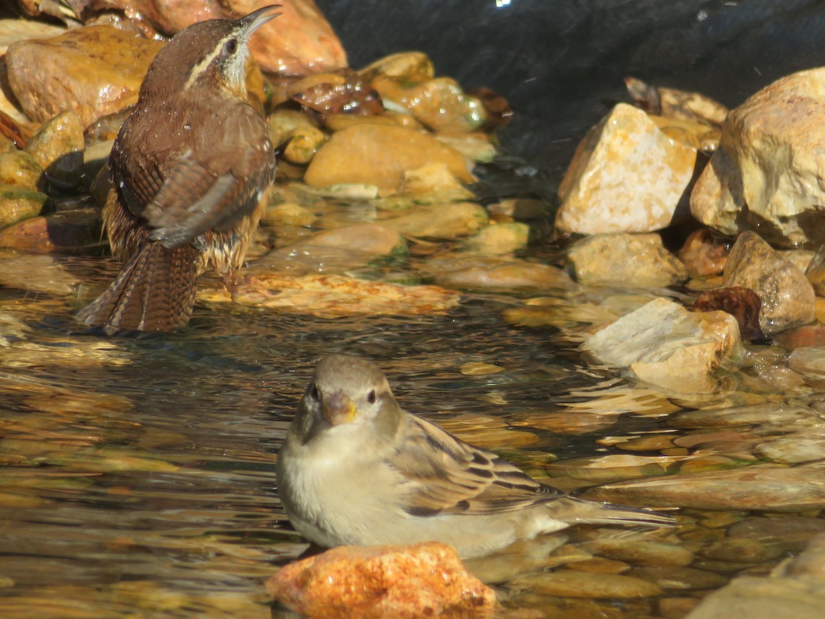 House Sparrow - ML624557652