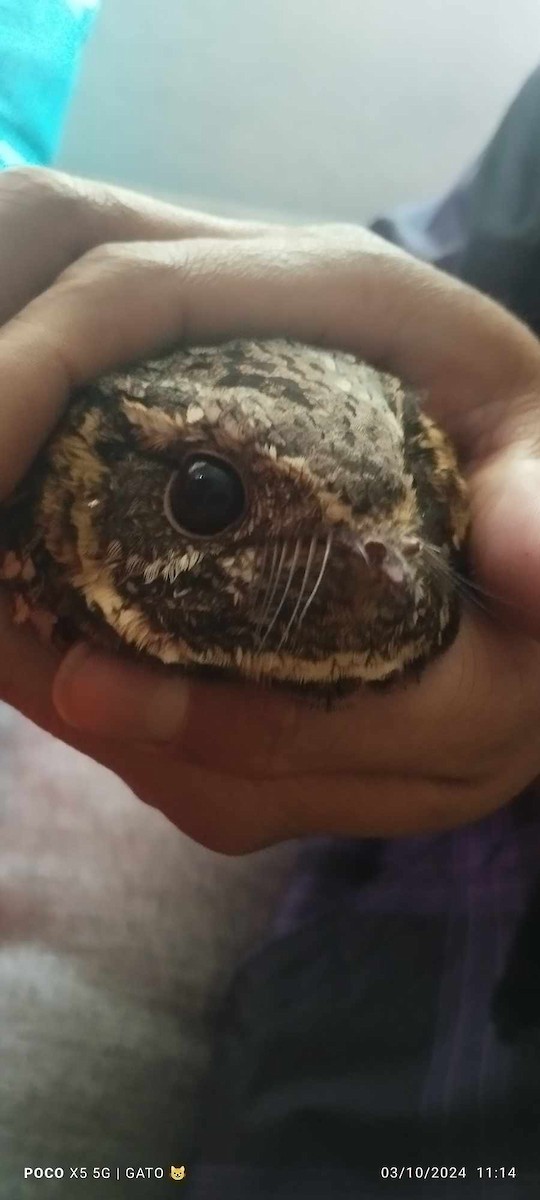 Buff-collared Nightjar - ML624557660