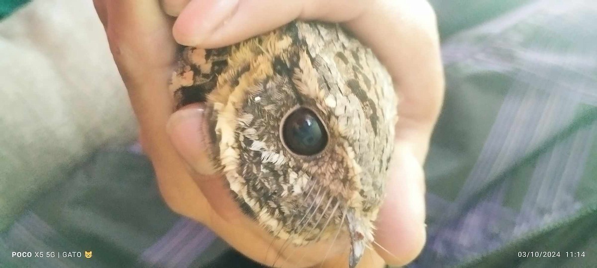 Buff-collared Nightjar - ML624557661