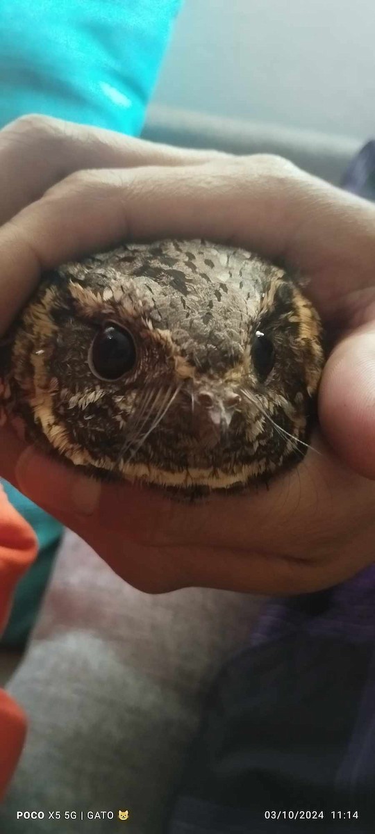 Buff-collared Nightjar - ML624557662