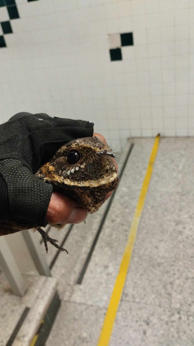 Buff-collared Nightjar - ML624557663