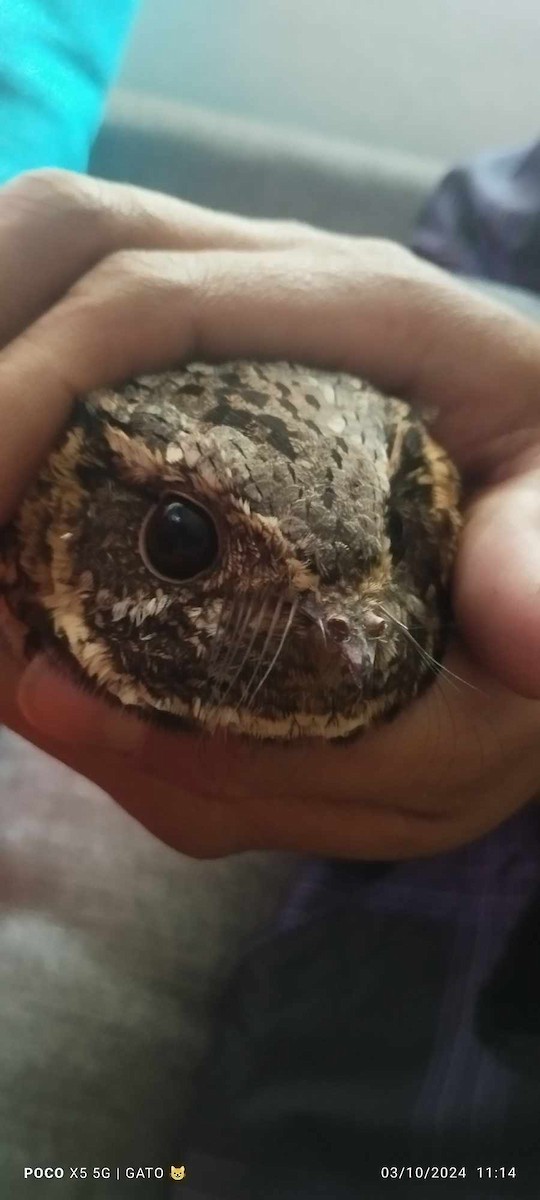 Buff-collared Nightjar - ML624557664