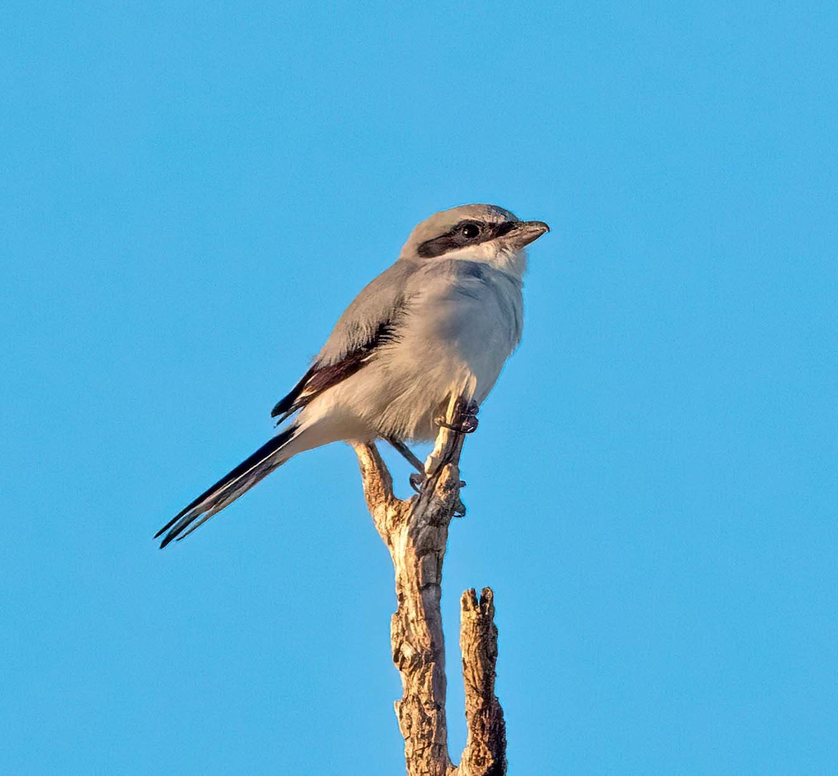 Loggerhead Shrike - ML624557666