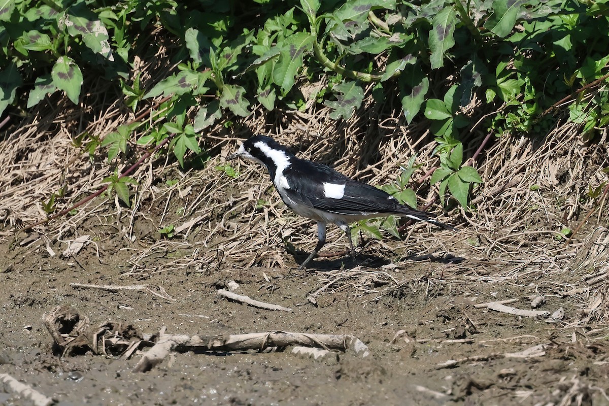 Magpie-lark - ML624557688