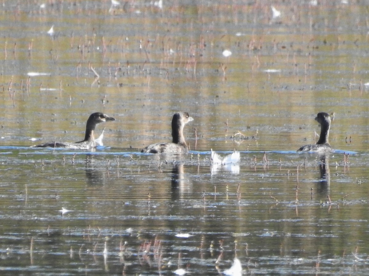 Pied-billed Grebe - ML624557691