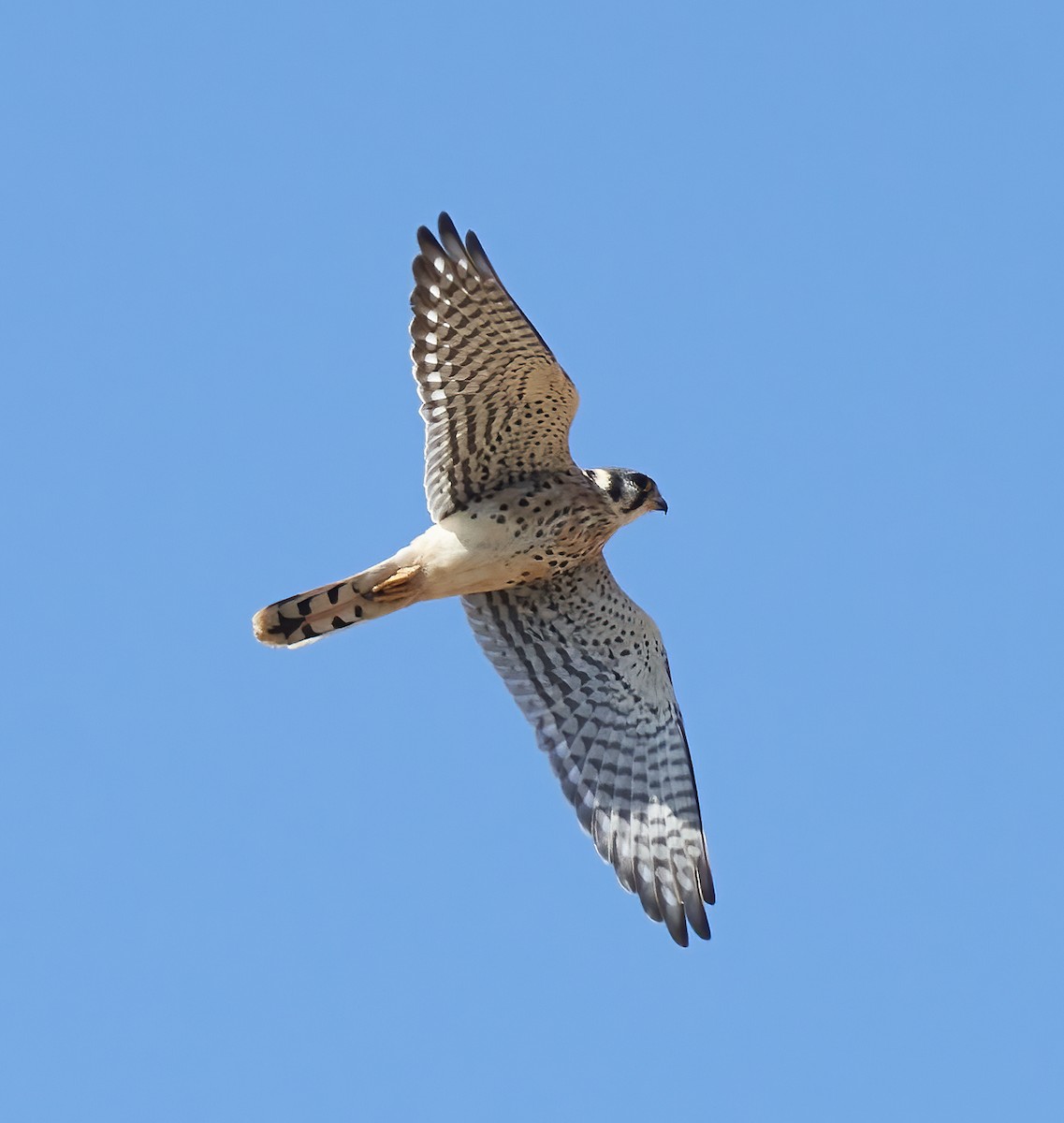 American Kestrel - ML624557737