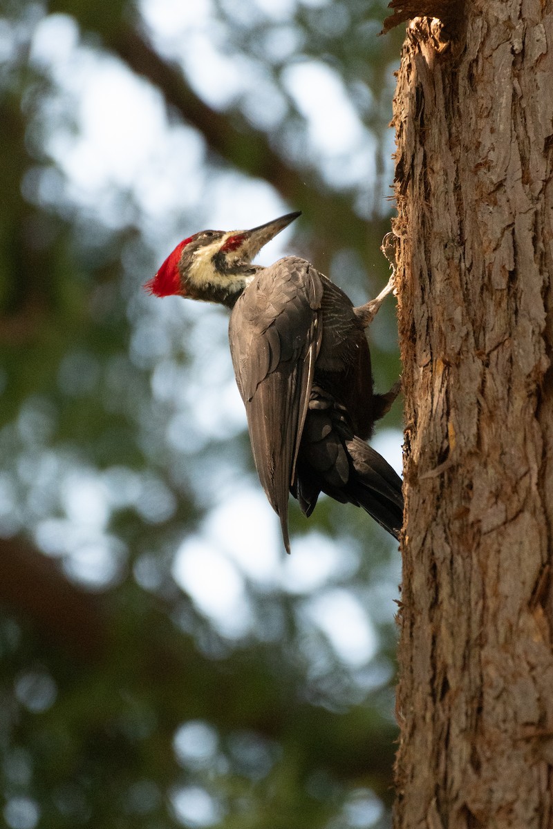 Pileated Woodpecker - Maxwell Keetch