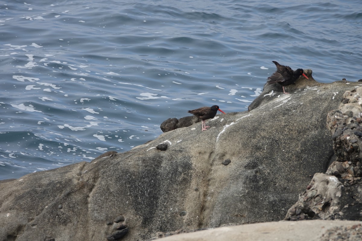 Black Oystercatcher - ML624557811