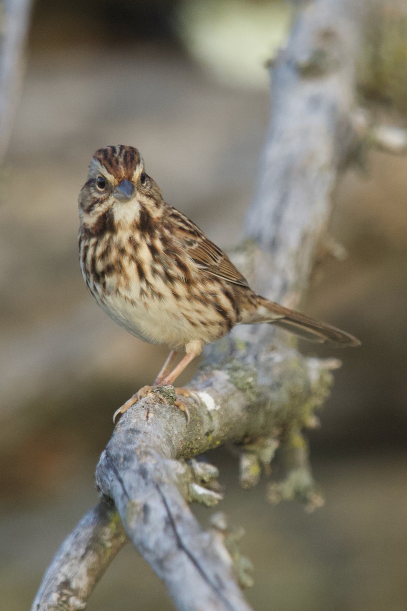 House Sparrow - ML624557822