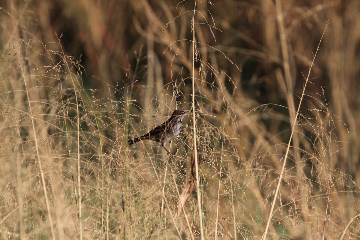 House Sparrow - ML624557830