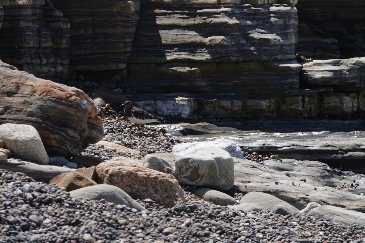 Black Turnstone - ML624557838