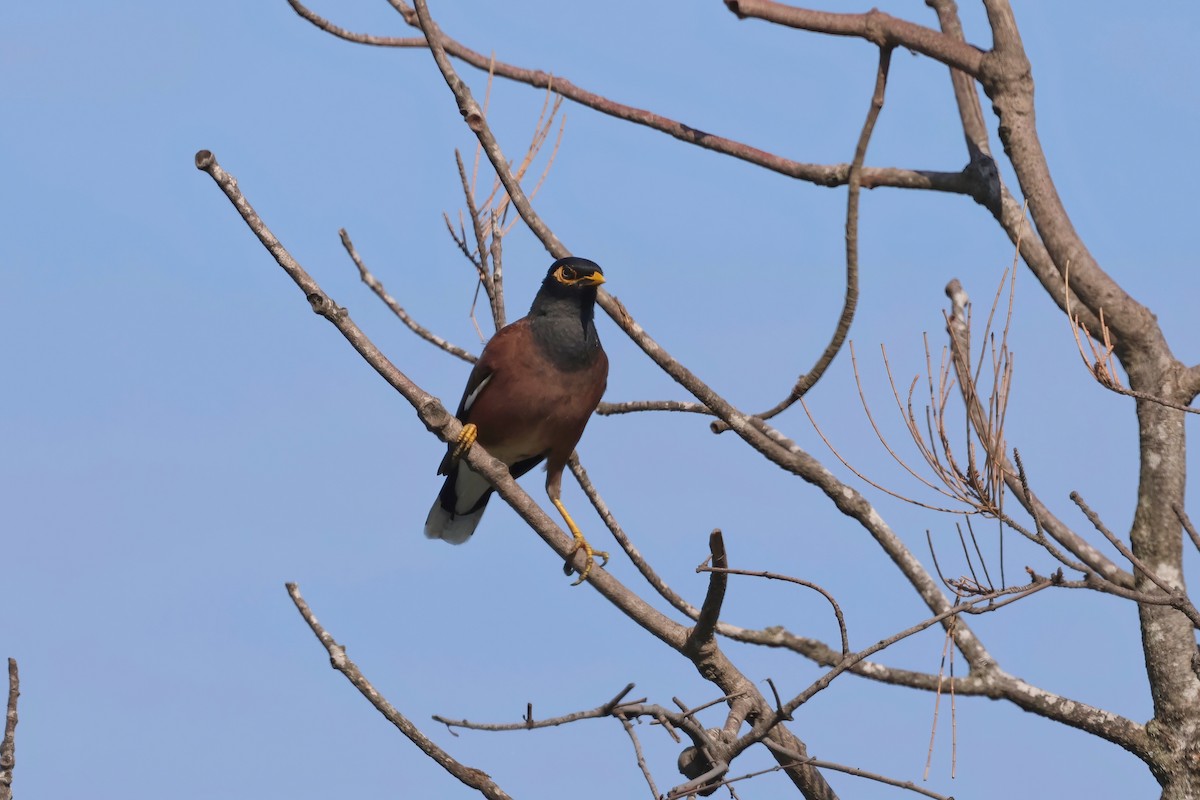 Common Myna - ML624557842