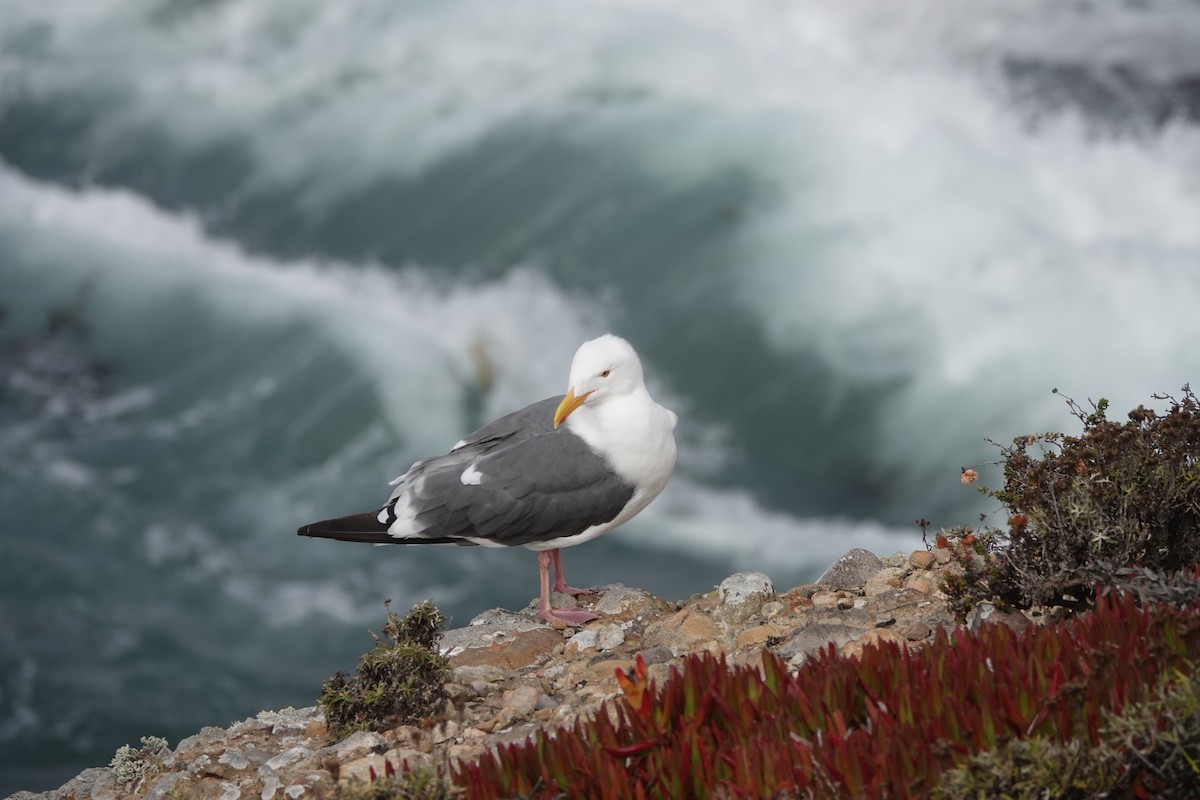 Western Gull - ML624557847