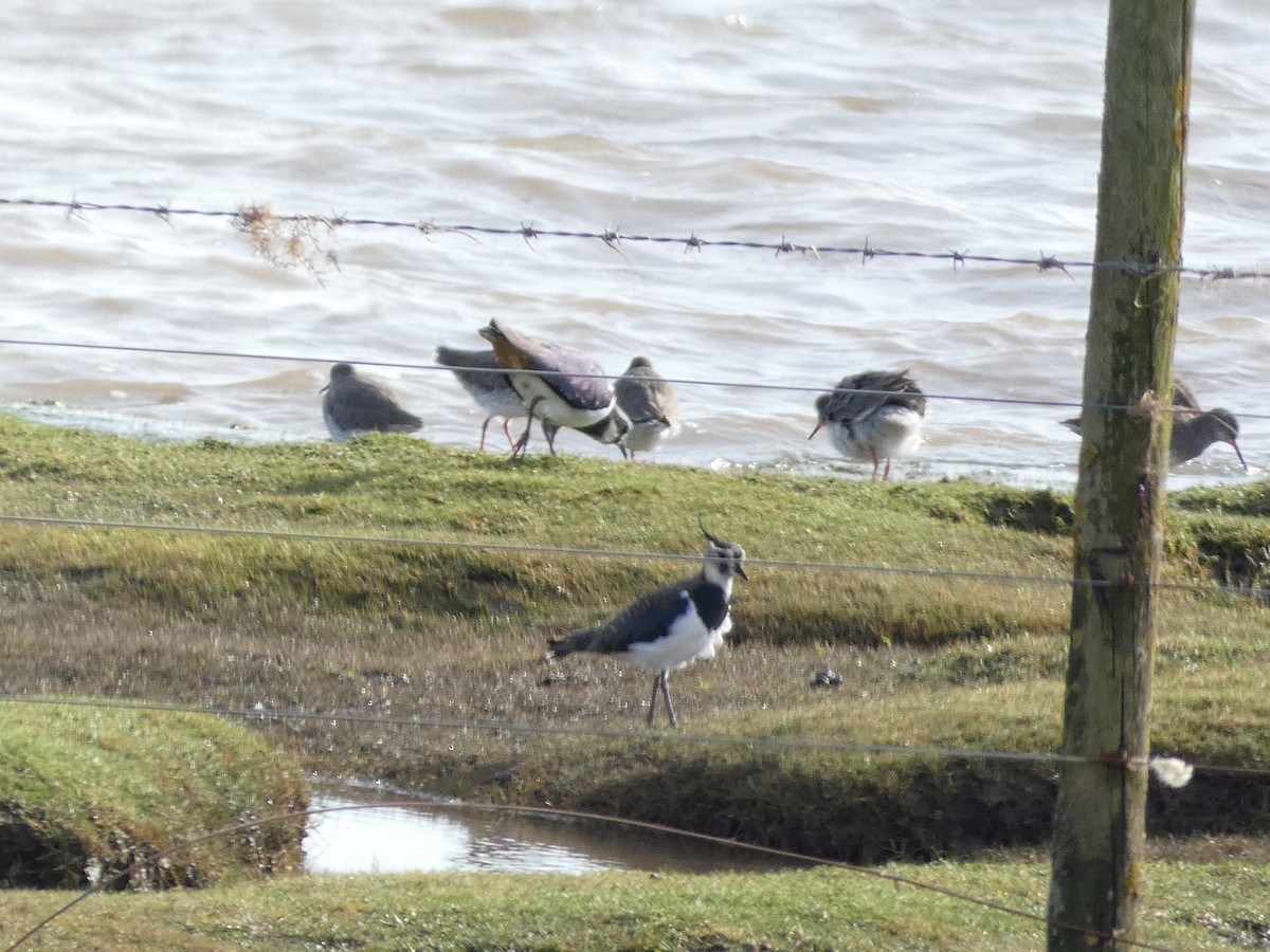 Common Redshank - Mike Tuer