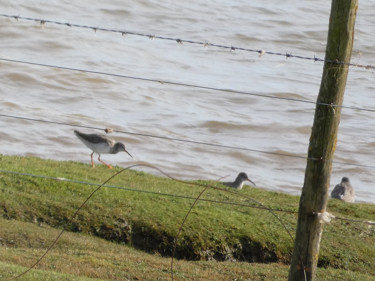 Common Redshank - ML624557913